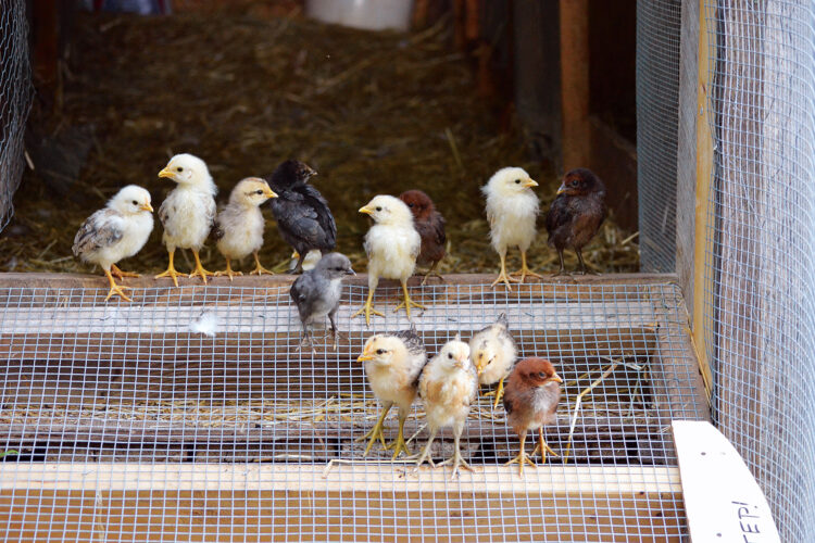 Where to Find Icelandic Chicks and Hatching Eggs